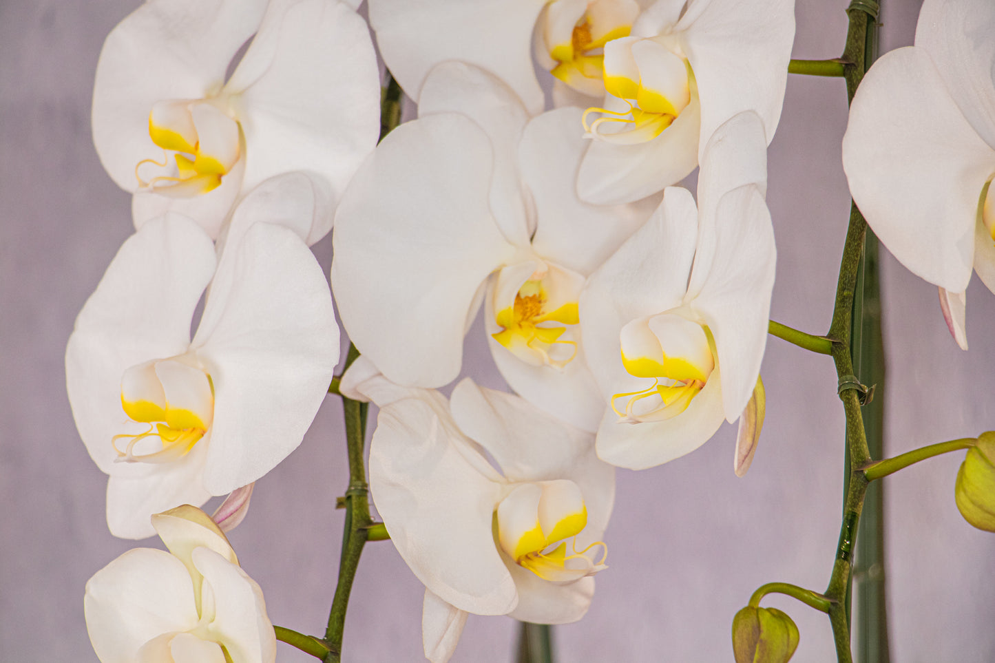 【胡蝶蘭】白(27輪程度)(¥66,000)※「東京23区」お届け限定
